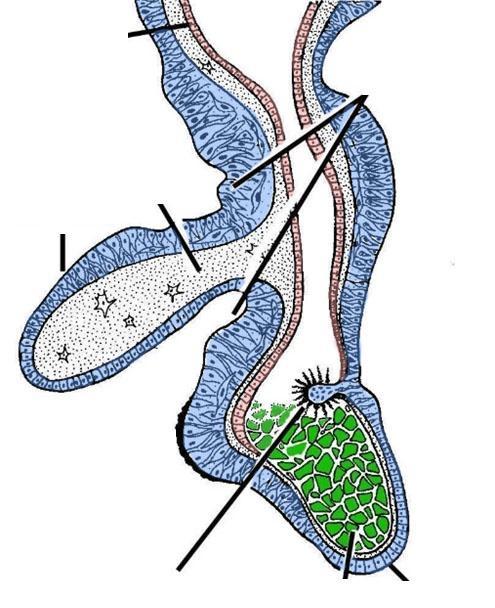 Escifomedusa Ropalias Gastrodermis Canal anular Fosetas quimiorreceptoras Mesoglea