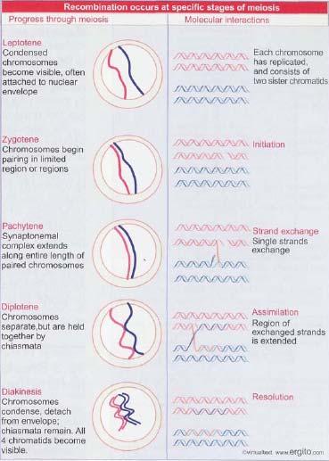 Meiosis- Profase I Leptotene Condensamiento de la cromatina Colocalización y coalineamiento de homólogos DS requeridos para el apareamiento Zigotene Inicio de la formación del complejo sinaptonémico