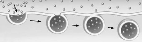 b-transporte en masa: en este caso las partículas nunca atraviesan las membranas sino que implica la formación de vesículas a partir de la membrana plasmática (endocitosis) y fusión secuencial de