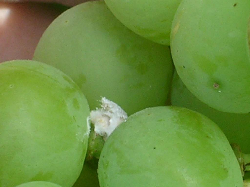 Cochinilla en uva Ataque de negrilla asociado a cochinilla MOSCA DEL VINAGRE NOMBRE CIENTÍFICO: Drosophila melanogaster Meigen. NOMBRE COMÚN: Mosca del vinagre.