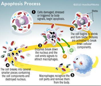 (genes) proapoptóticas y antiapoptóticas Es