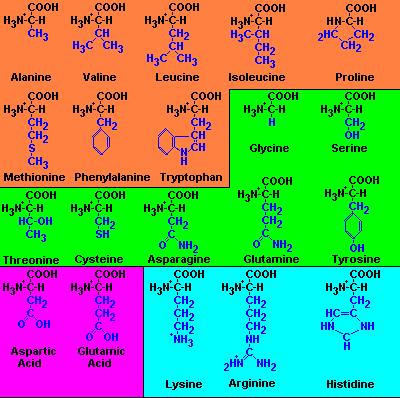 La clasificación de los aminoácidos se realiza según sea el grupo R.