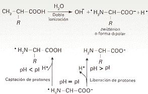 se debe al carbono α que es asimétrico, produciendo aminoácidos dextrógiros y levógiros.