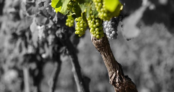 > MISIONES DE RENGO > VIÑEDOS VIÑEDOS Misiones de Rengo se abastece de uvas provenientes de los mejores valles vitivinícolas de Chile entre ellos, Leyda, Casablanca, Maipo (Maipo Andes, Isla de Maipo