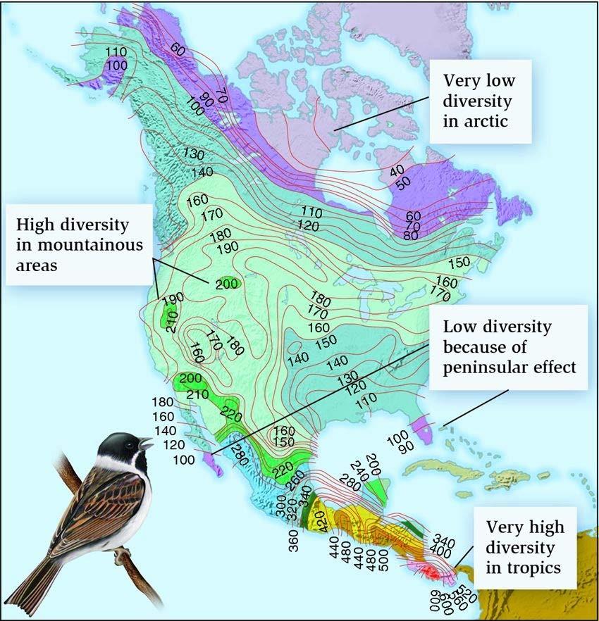 Especies de aves de Norte America Correlación con