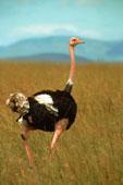 Frases de práctica 39 Struțul aleargă repede El avestruz corre rápido Pe cine aștepți? A quién esperas?