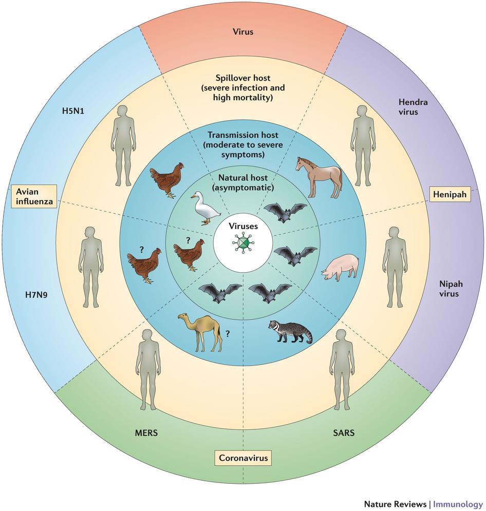 Saltos taxonómicos La mayoría de las zoonosis emergentes se