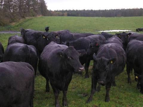 Actualmente tiene unas 60 vacas de raza pura, todas ellas en 46 hectáreas propias y 12 arrendadas a 400 la