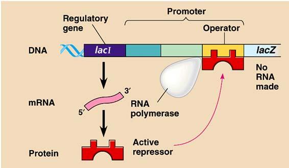 unión de la RNA polimerasa al promotor y se incrementa 50 veces la