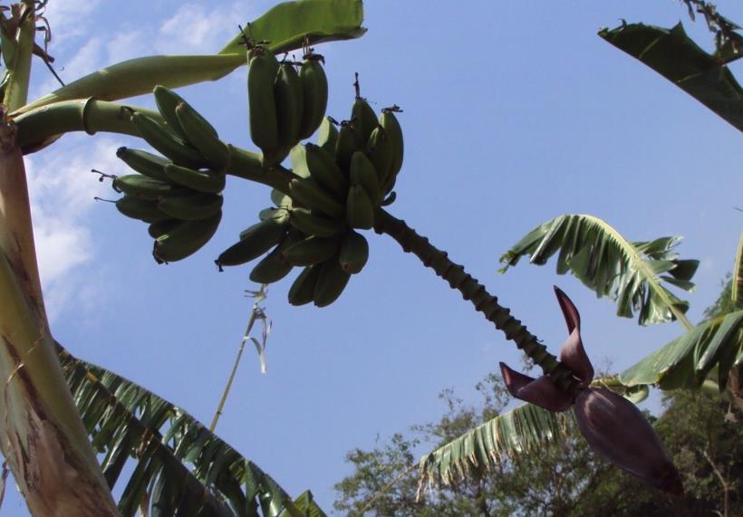 Figura. 1.17. Fruto y flor de Guineo Majoncho Fuente: HERNÁNDEZ & ORELLANA (2013)