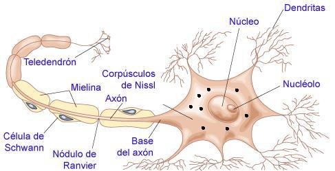 La Neurona Dendritas: corresponden a una región de la neurona que se especializa en el contacto con otras neuronas, a través de la sinapsis.