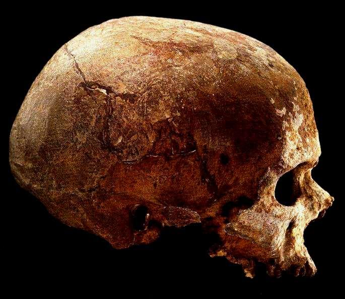 41 42 Homo floresiensis - hallado en
