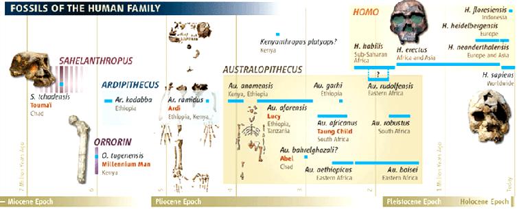 presente 0 H. neanderthalensis H. sapiens Homo 0,5 tiempo en millones de años 1 1,5 2 H. erectus H. rudolfensis H. ergaster H. habilis H.
