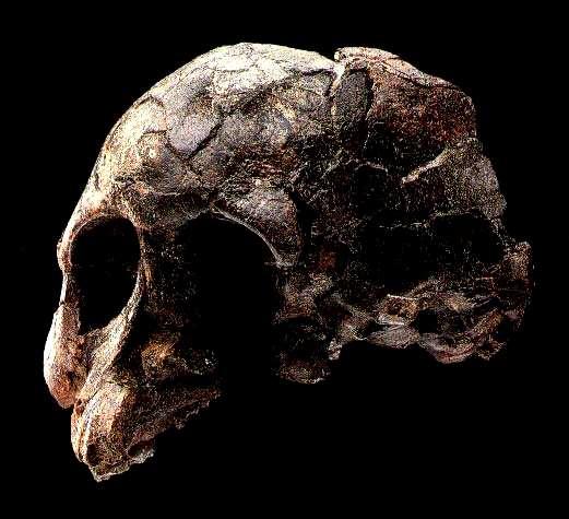 Australopithecus afarensis 3-4 Ma 13 14 Lucy