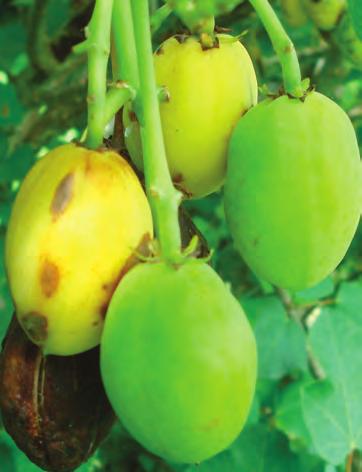 Manual de buenas prácticas para el cultivo de Jatropha curcas L. a) b) Figura 2.5. La selección manual de los frutos. a) Frutos con diferente maduración en un solo racimo.
