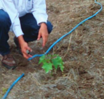 Manual de buenas prácticas para el cultivo de Jatropha curcas L. 1. Se corta la manguera en el sitio donde se encuentra la planta. 2.