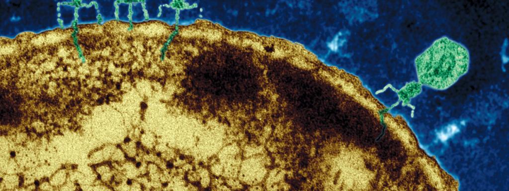 El fago se fija en la pared bacteriana, en las regiones denominadas puntos de adherencia, a través de los cuales inyecta su