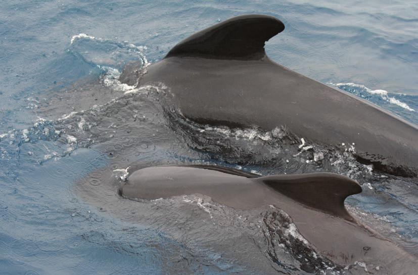 calderón común o negro (Globicephala melas) Identificación Es un cetáceo de cuerpo robusto, gruesa cola y melón exageradamente bulboso.