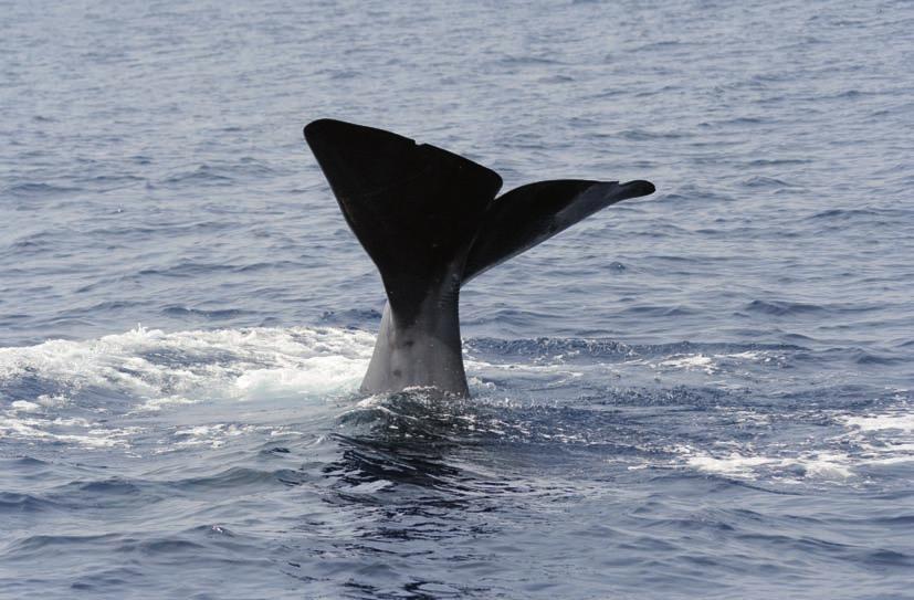 cachalote (Physeter macrocephalus) Identificación Es la mayor ballena con dientes (odontoceto).