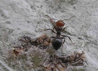(Curculionidae, Coleoptera); (c) hormigas