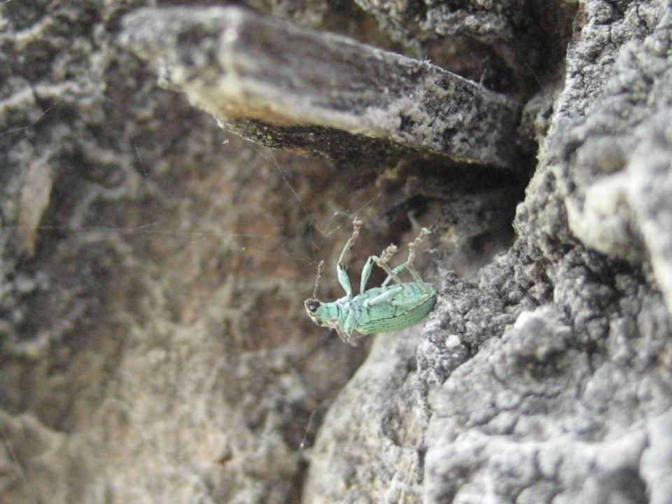 Curculionidae, Coleoptera: un