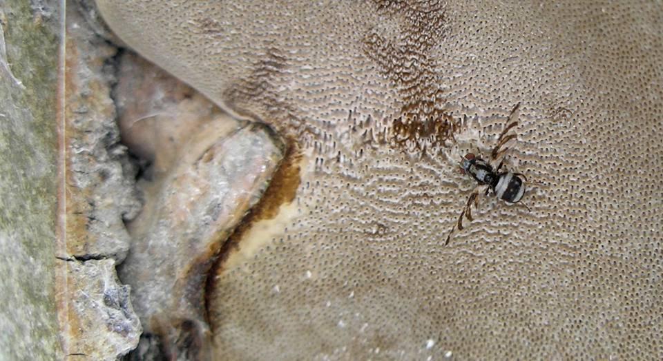 Insectos reincidentes: nuestro seguimiento del hongo es vigilado a su vez por unas llamativas moscas de la fruta (Tephritidae,