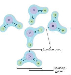 La polaridad de la molécula de agua genera otras propiedades: 2 - Se establecen puentes de hidrógeno entre moléculas, que cambian el comportamiento químico esperable a priori: Los puentes de
