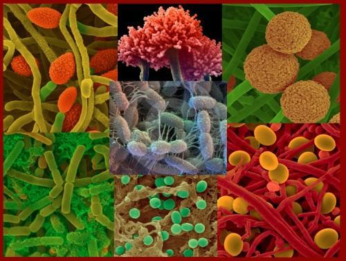 La biodiversidad escondida : bacterias, protozoarios, hongos, invertebrados Descomposición y mineralización de la