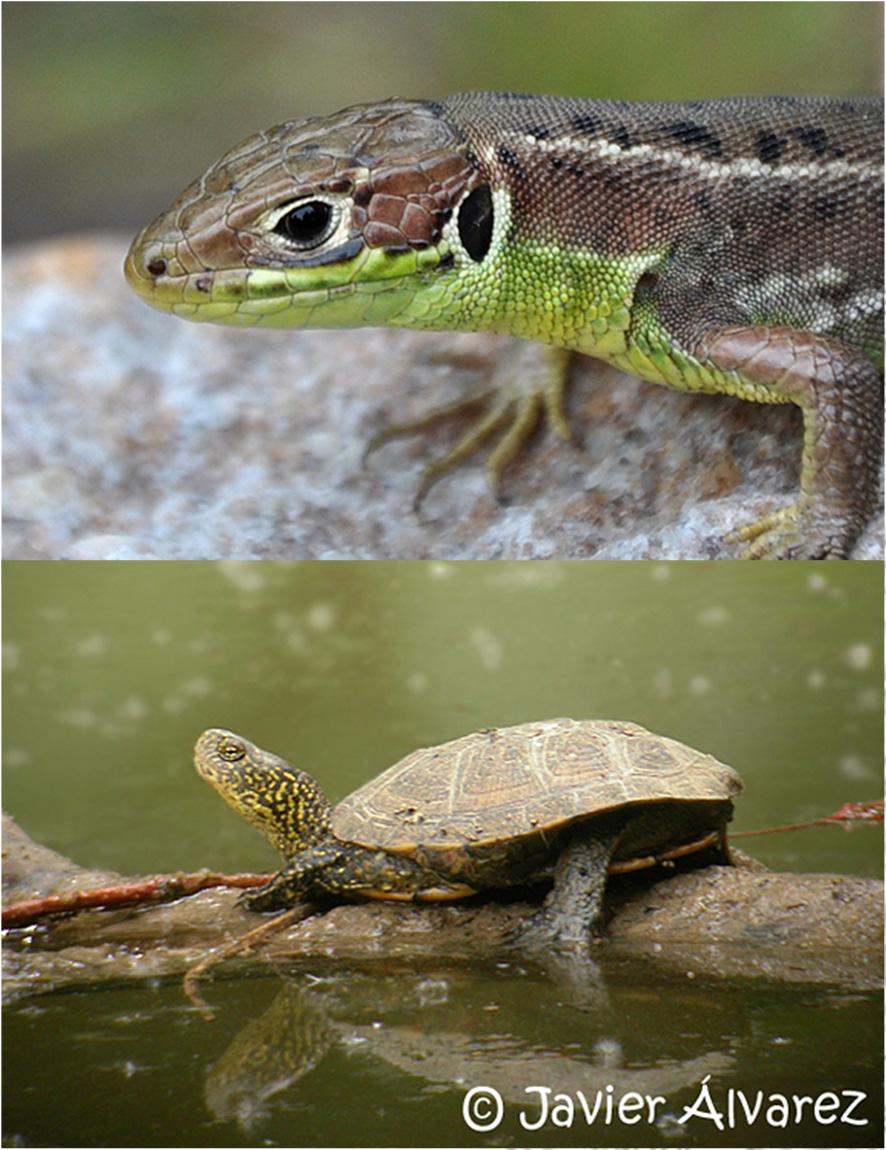 4.2. Biología y ecología de especies emblemáticas Qué es un reptil? Ectotermia.