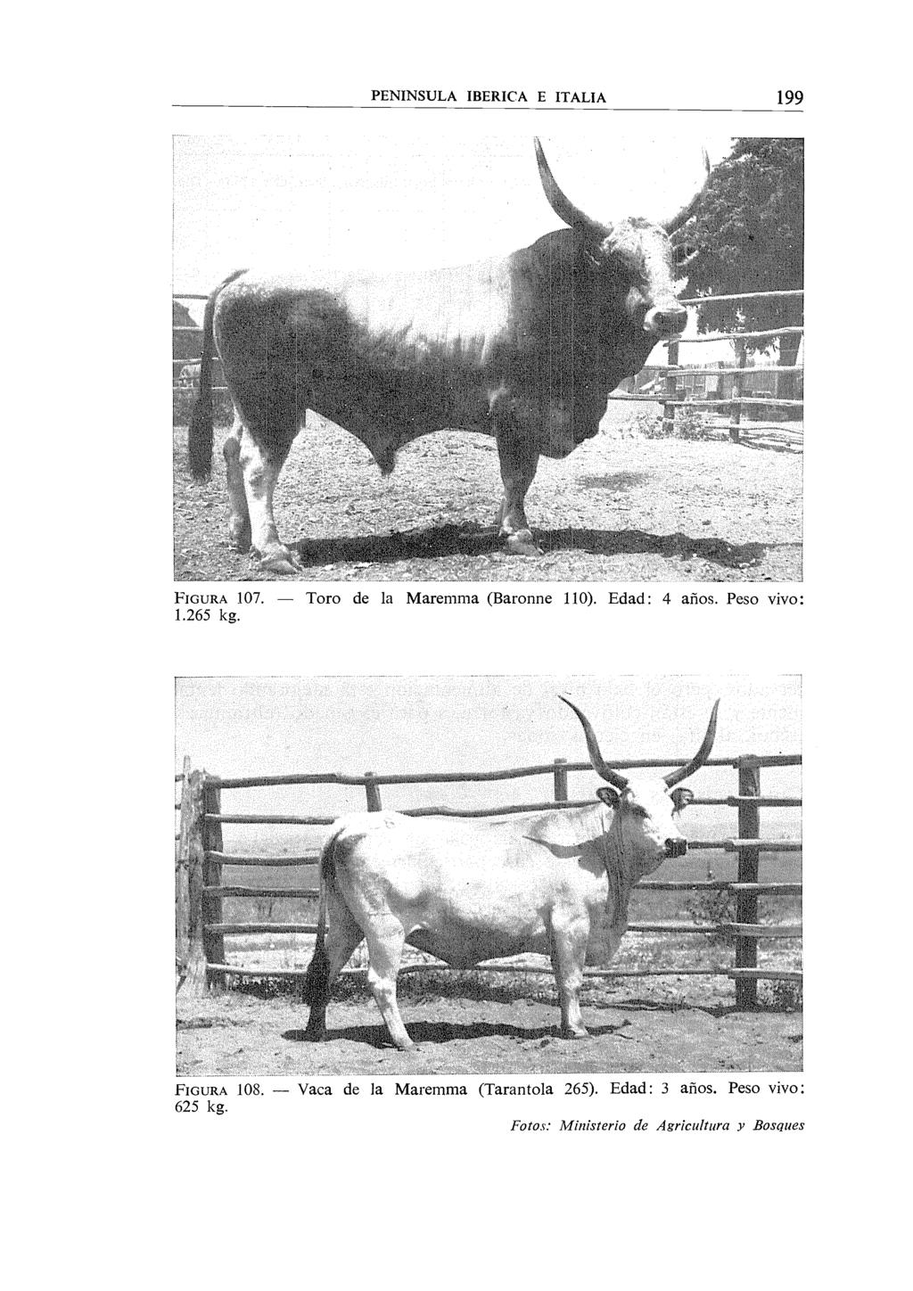 PENINSULA IBERICA E ITALIA 199 FIGURA 107. 1.265 kg. Toro de la Maremma (Baronne 110). Edad: 4 años.