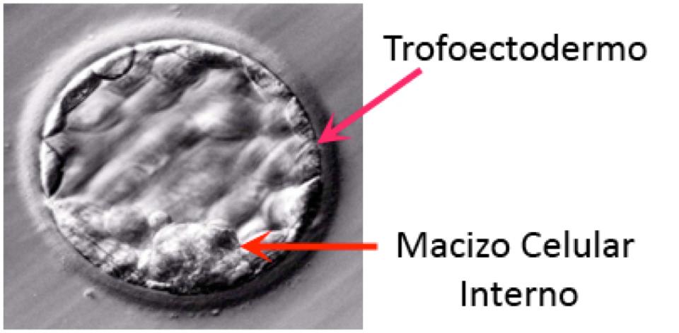 Para poder extraer las células es necesario hacer un pequeño orificio en la zona pelúcida, cubierta que se encontraba rodeando al óvulo y ahora rodea al blastocisto.