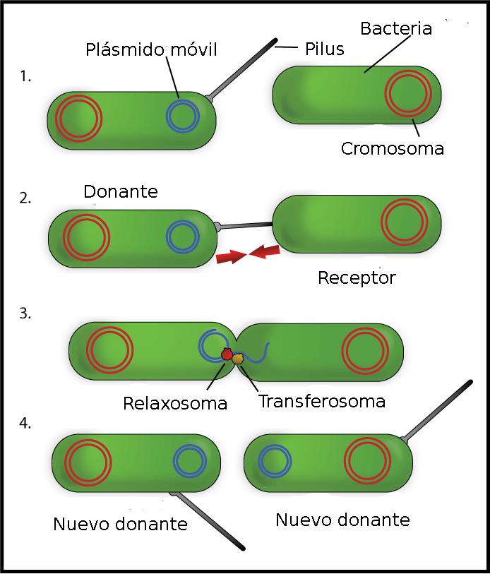 ESQUEMA DE LA CONJUGACIÓ BACTERIANA 1-La cèl lula donant genera un pèl sexual (fímbria). 2-La fímbria s'uneix a la cèl lula receptora i ambdues cèl lules s'aproximen.