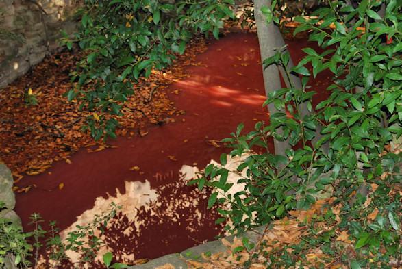 Els bacteris vermells fotòtrofs del sofre viuen a l'aigua anòxica de la bassa roja de La Grossa, a