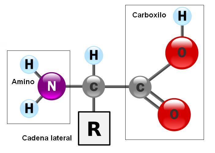 Los aminoácidos de las proteínas también se pueden oxidar para producir energía