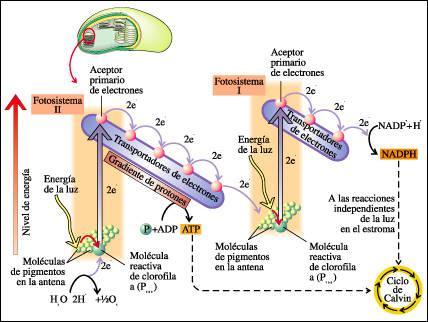 El metabolismo celular está muy bien regulado, las reacciones ocurren únicamente cuando es necesario. El metabolismo tiene dos fases: CATABOLISMO Y ANABOLISMO.
