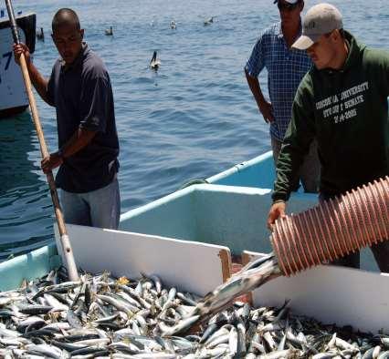 CONAPESCA 383 Talleres PROPESCA para 11,004 Pescadores de 22 estados 71 Programas para Sistemas Producto Estatales 34 Talleres