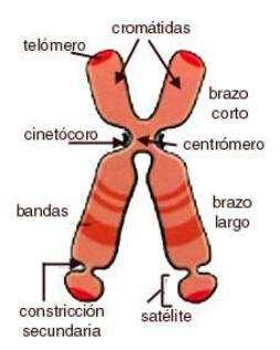Conceptos básicos CROMOSOMAS: Unidades de herencia, formado por: brazos o cromátidas.