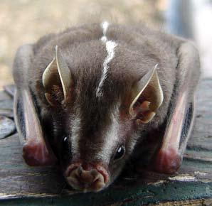Son muy importantes también los murciélagos con variedad de hábitos, desde los primitivos insectívoros Myotis sp.