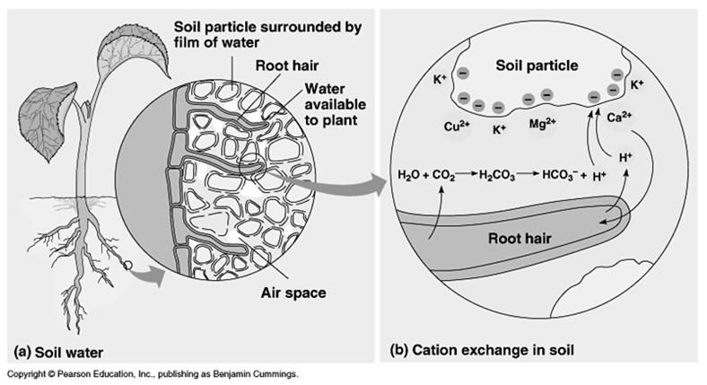 Se absorben minerales en la raíz por transporte activo; se crea un gradiente osmótico: capa cerosa en la