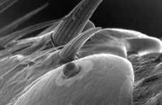los insectos alterando el flujo de los iones a través de la membrana nerviosa.