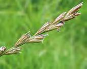 TRATAMIENTOS HERBICIDAS 5 Diclofop-metil 36% Concentrado emulsionable (EC) E S P E C I A L I S T A Herbicida anti-gramíneas para el control de las malas hierbas de los cereales (trigo y cebada).
