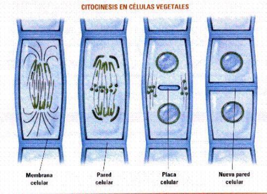 Fig. 12. 3. Citocinesis animal Fig. 12.4. Citocinesis vegetal 4.