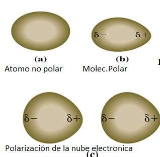 FUERZAS Ion-Dipolo Se produce entre un ion y una carga parcial en el extremo de una molécula polar.