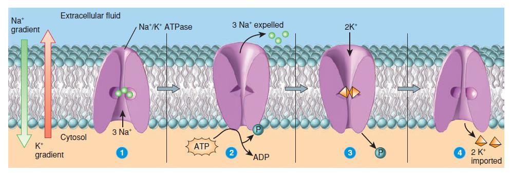 Transporte activo primario: En el transporte activo primario, la energía derivada de la hidrólisis de ATP cambia la forma de una proteína portadora, que "bombea" una sustancia a través de la membrana