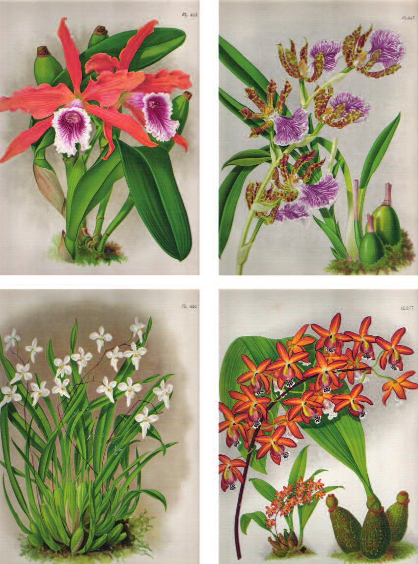 GÓMEZ P. - Orquídeas centroamericanas en Inglaterra del siglo XIX 487 FIGURA 9 Arriba, izquierda, Laelia grandis tenebrosa (Rolfe) [Sophronitis tenebrosa (Rolfe) Berg.
