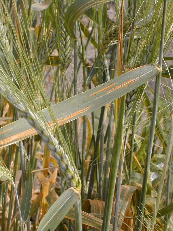 Comportamiento de las variedades ante enfermedades fúngicas Un aspecto importante del cultivo de trigo blando es el comportamiento de las variedades ante enfermedades fúngicas como Septoria, Royas