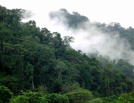 Actividades para el PSA Protección de Bosque: Ecosistema nativo o autóctono, intervenido o no,