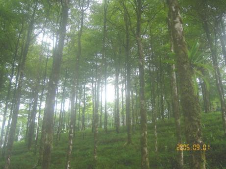 Actividades para el PSA Reforestación: Terreno de una o más hectáreas,