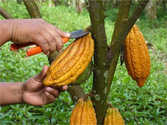 El mercado del cacao Tres mercados de cacao: 1. En Bulto 2. Fin de Aroma (FA) (trinitario o criollo) 3. Bean to bar La mayoría de las grandes compañías compran chocolate para exportar o procesar.