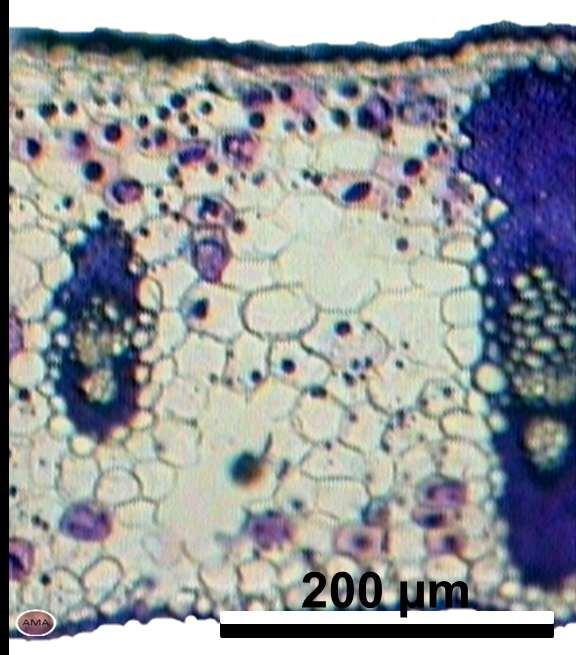 f, (Fabaceae), parénquima homogéneo en empalizada de células cortas. Escala 50 micrómetros Cordyline sp.